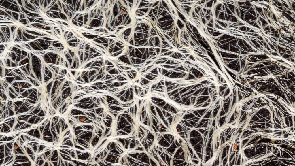 El material autorreparable esta sustentado por el micelio de hongos mostrado en la imagen, formando una red densa y ramificada creciendo entre el sustrato de tierra.