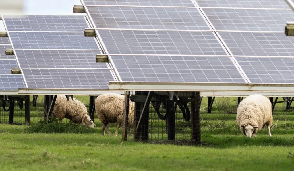 Ovejas pastando bajo paneles solares en un campo de agrivoltaica.